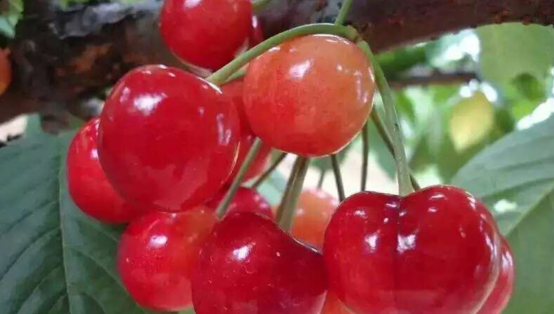 巴西櫻桃怎麼吃