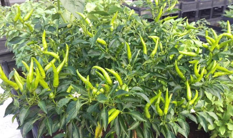 盆栽辣椒種植