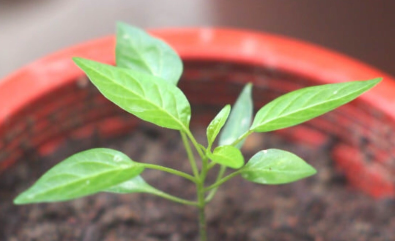 朝天椒種植方法