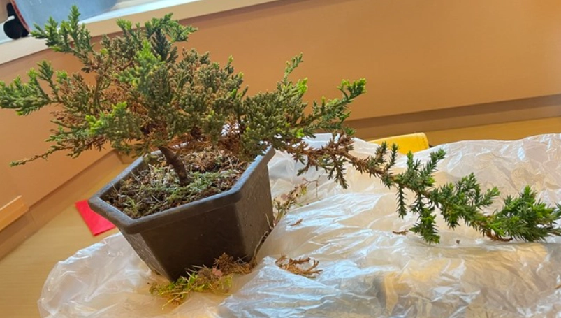 盆栽修剪技巧 盆栽修剪技巧