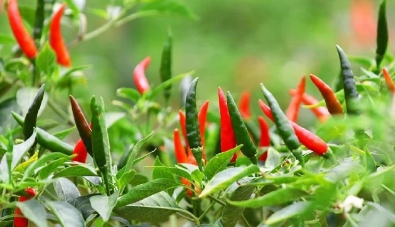 延長辣椒壽命