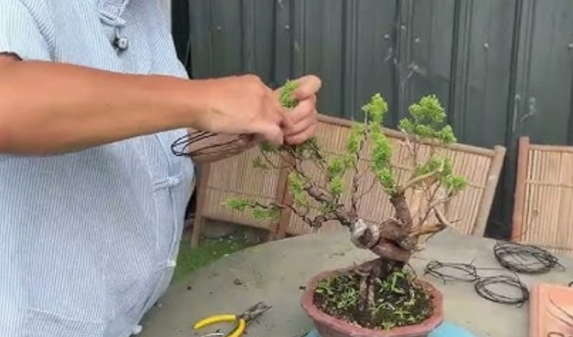 盆栽修剪技巧 盆栽修剪技巧