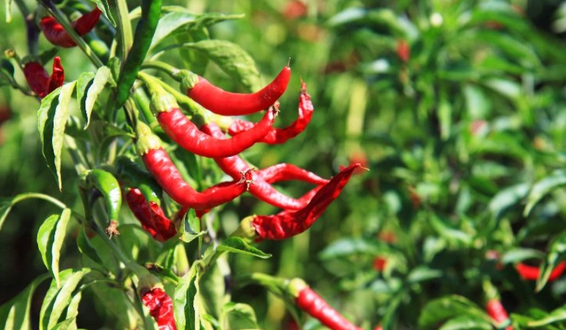 延長辣椒壽命
