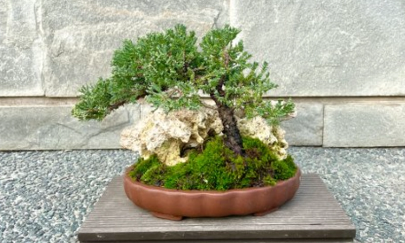 盆栽修剪技巧 盆栽修剪技巧