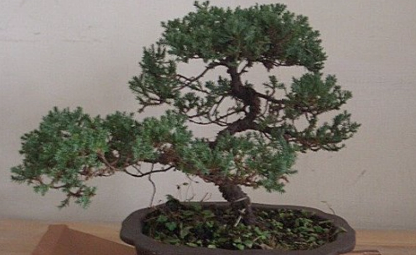 珍珠柏造型 珍珠柏造型