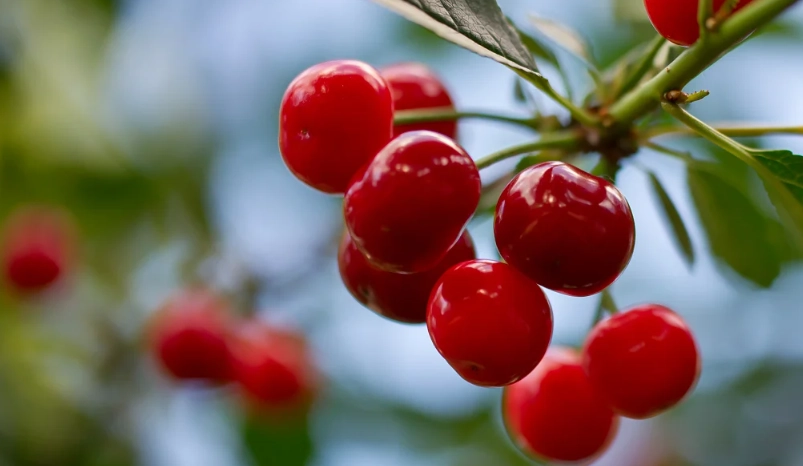 巴西櫻桃維生素C