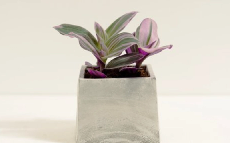 水竹草養護方法