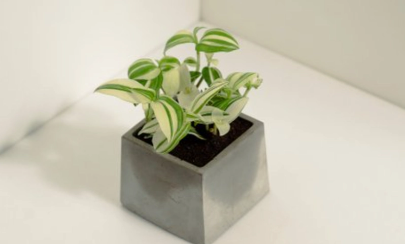 水竹草養護方法