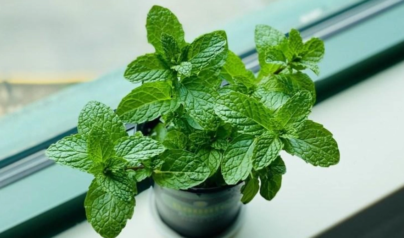種薄荷壞處