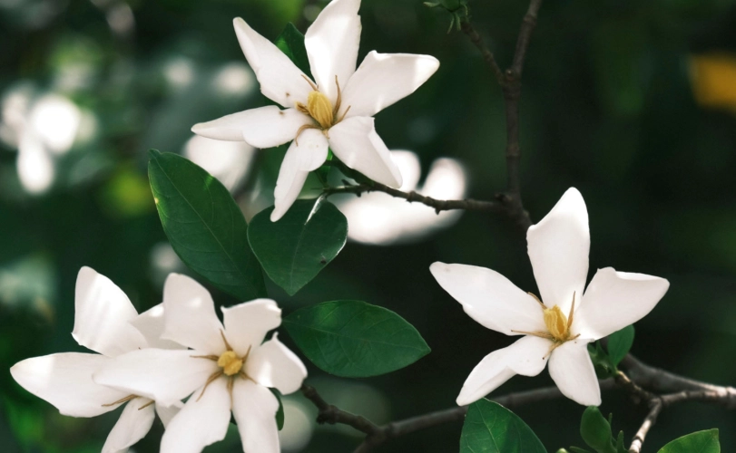 梔子花光照