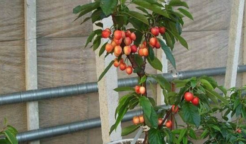 櫻桃種植盆栽
