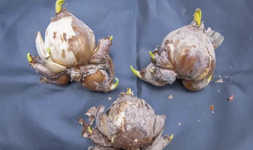 水仙花種子種植