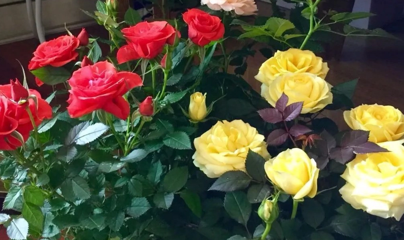 如何讓玫瑰花爆盆